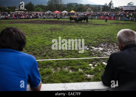 BOSNIA AND HERZEGOVINA / Vitez / People watch two bulls fighting head to head during bull fights in the town of Vitez. Stock Photo