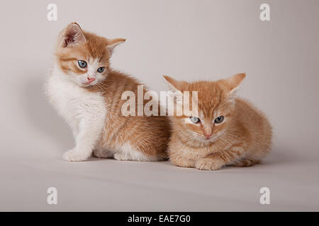 Two red tabby kittens, Germany Stock Photo