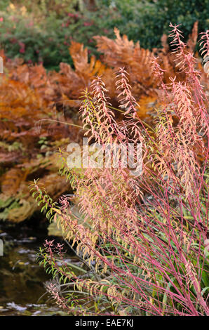 Marsh spurge (Euphorbia palustris 'Herbstfeuer') Stock Photo