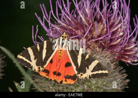 Jersey Tiger (Euplagia quadripunctaria) sucking on Woolly Thistle (Cirsium eriophorum), Baden-Württemberg, Germany Stock Photo