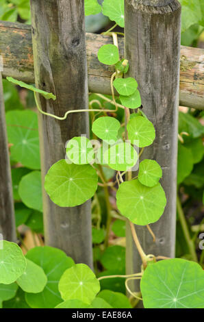 Nasturtium Tropaeolum majus Stock Photo - Alamy