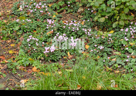 Ivy-leaved cyclamen (Cyclamen hederifolium syn. Cyclamen neapolitanum) Stock Photo