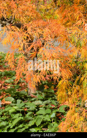 Japanese maple (Acer palmatum 'Dissectum') Stock Photo