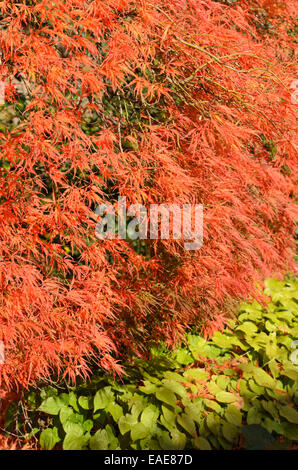Japanese maple (Acer palmatum 'Dissectum Garnet') Stock Photo