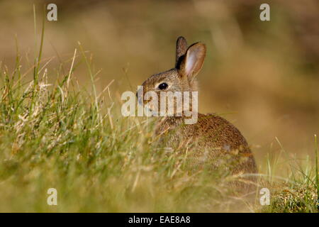 Feral Domestic Rabbit (Oryctolagus cuniculus forma domestica), East Frisian Islands, East Frisia, Lower Saxony, Germany Stock Photo