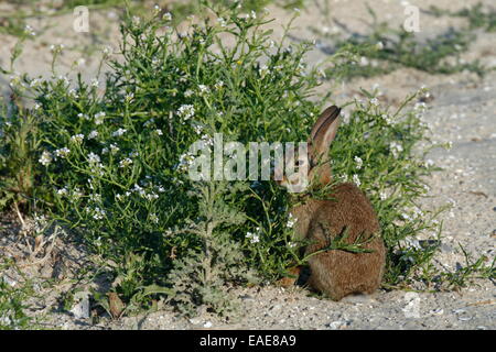 Feral Domestic Rabbit (Oryctolagus cuniculus forma domestica), East Frisian Islands, East Frisia, Lower Saxony, Germany Stock Photo