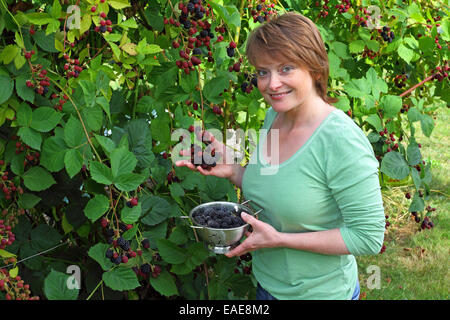 Woman harvesting blackberries in a garden and holding them in a bowl, Hesse, Germany Stock Photo