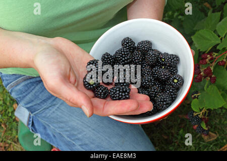 Freshly picked blackberries in a bowl, Hesse, Germany Stock Photo