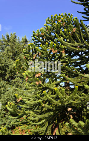 Chile pine (Araucaria araucana) Stock Photo