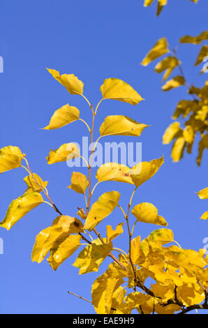 White mulberry (Morus alba) Stock Photo