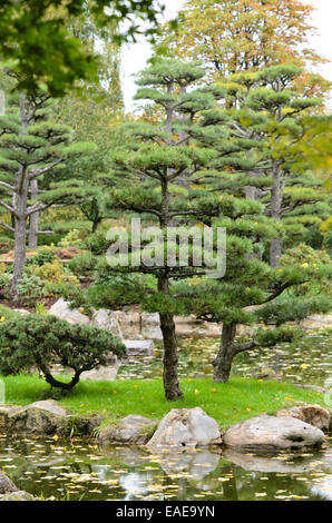 Austrian black pine (Pinus nigra var. nigra) Stock Photo