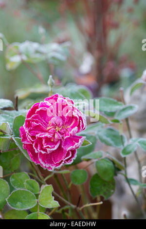 Rosa. David Austin Rose. Sophys Rose covered in an autumn frost Stock Photo