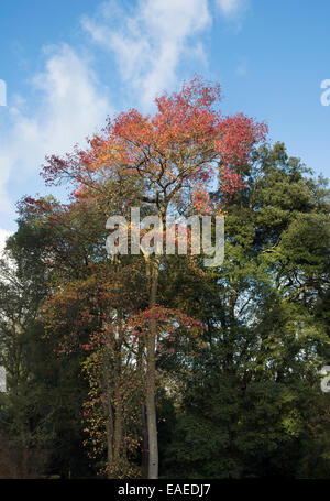 Liquidambar styraciflua. Sweet Gum tree in autumn Stock Photo