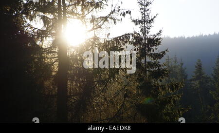 Sun through Coniferous forest, Est Europe, Carpathian mountains. Stock Photo