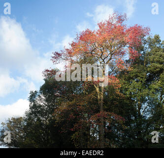 Liquidambar styraciflua. Sweet Gum tree in autumn Stock Photo