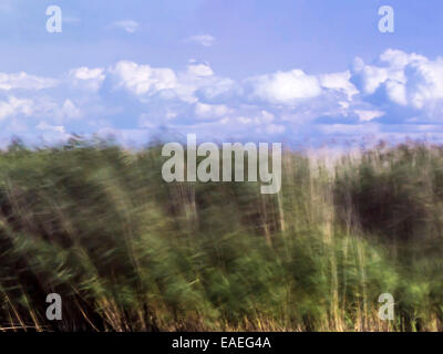 Countryside scene, capturing a green reed bed on  windy day with cloud bank and blue sky in background. Motion blur introduced. Stock Photo