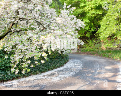 spring blossoms and fallen flower petals on tree and  along road Stock Photo