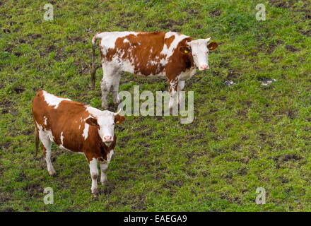 Two red holstein cows looking up to the sky while standing on the grass Stock Photo