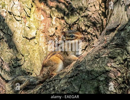 Siberian or common chipmunk squirrel, eutamias sibiricus standing on a tree trunk Stock Photo
