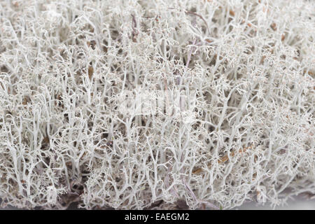 Reindeer lichen (Cladonia rangiferina). Closeup Stock Photo