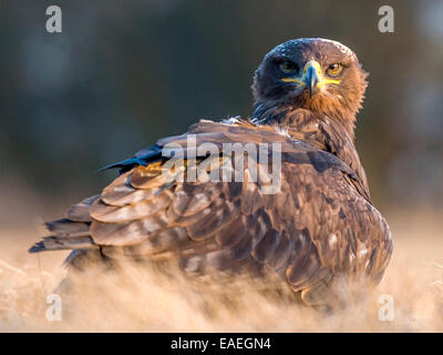 Steppe Eagle [Aquila Nipalensis] posing on open scrub land. Stock Photo