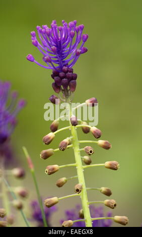 Close up on tassel hyacinth, leopoldia comosa, muscari comosum Stock Photo