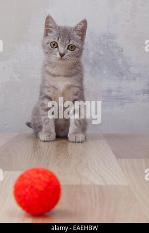 little kitten with small red ball Stock Photo