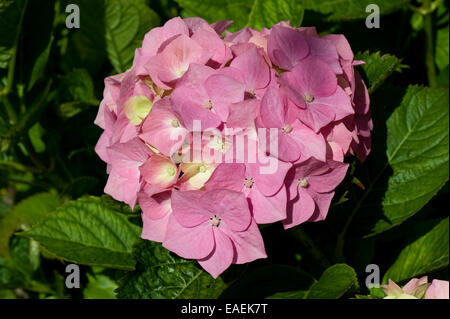 Pink flowerhead of Hydrangea macrophylla where the colour is affected by alkaline or high pH soil conditions Stock Photo