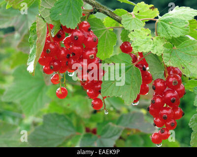 Red currant bushes with ripe fruit laiden with water droplets after rain Stock Photo