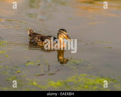 A relaxed Mallard poses for the camera, feeding on green algae whilst catching the late afternoon reflective sunlight. Stock Photo