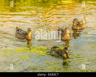 Relaxed Mallard group pose for the camera, feeding on green algae whilst catching the late afternoon reflective sunlight. Stock Photo