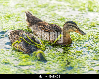 Relaxed Mallard [Anas platyrhynchos] pair feeding on green algae. Stock Photo