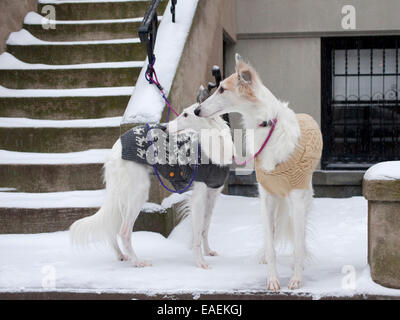 two Silken Windhound dogs wearing sweaters in snow Stock Photo