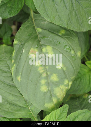 White rust, Albugo bliti, blisters on the upper surface of amaranth or pigweed leaves, Amaranthus retroflexus, Stock Photo