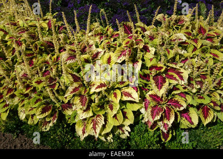 Plectranthus scutellarioides, Coleus, brightly coloured red and yellow foliage plants in flower in a herbaceous flower border Stock Photo