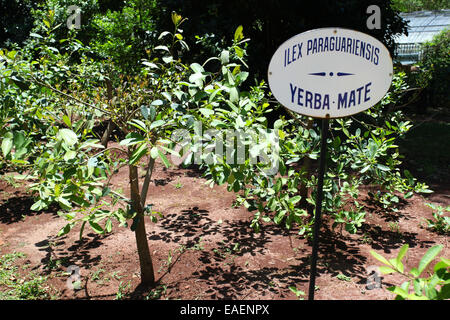 Yerba Mate plant in Argentina Stock Photo - Alamy