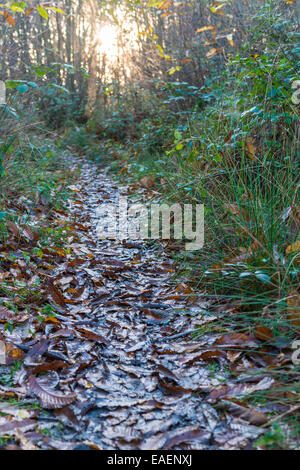 Woodland path covered in leaves leading into the afternoon sun Stock Photo