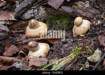 Sessile earthstar mushrooms Stock Photo