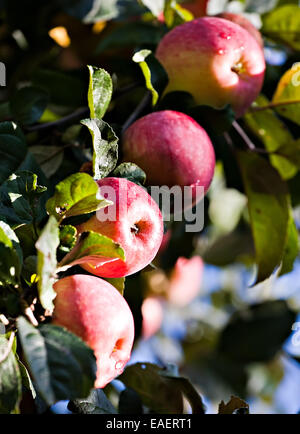 red ripe apples hanging on the branch with green leaves in orchard Stock Photo