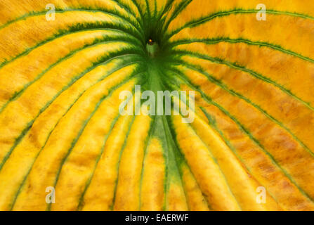 Macro of a yellow-green leaf Stock Photo