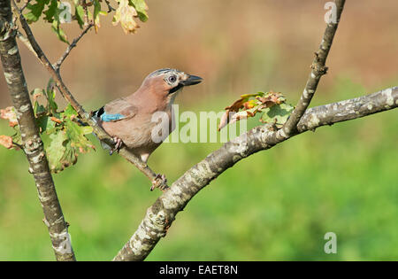 Jay-Garrulus glandarius, perches on a Oak Tree-Quercus, Uk Stock Photo