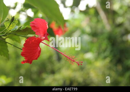 Flower of Kerala Stock Photo