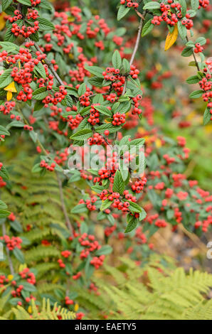 Willow-leaved cotoneaster (Cotoneaster salicifolius) Stock Photo