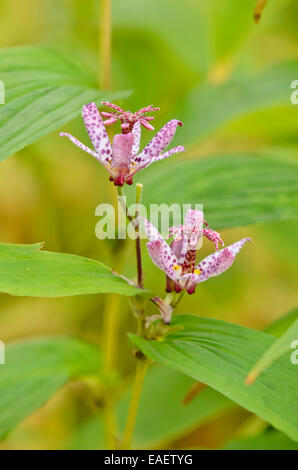 Japanese toad lily (Tricyrtis hirta) Stock Photo