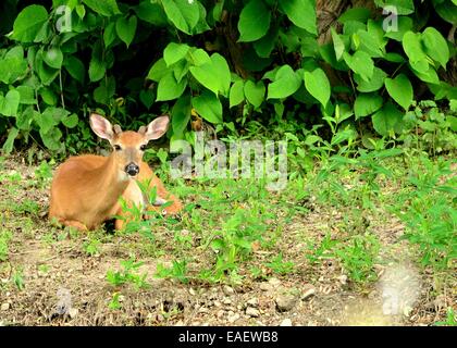 Whitetail Deer Button Buck bedded down at the edge of a woods. Stock Photo