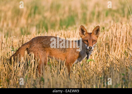 Red fox with a prey Stock Photo