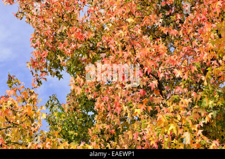 American sweetgum (Liquidambar styraciflua) Stock Photo