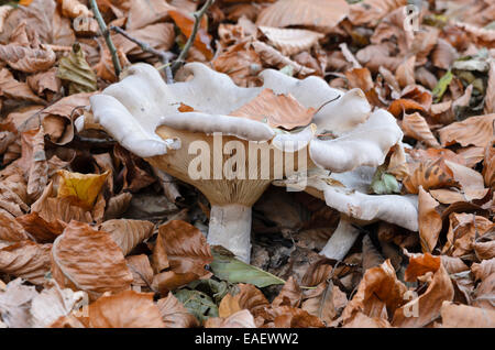 Fleecy milk-cap (Lactarius vellereus) Stock Photo