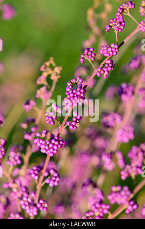 Purple beautyberry (Callicarpa dichotoma) Stock Photo