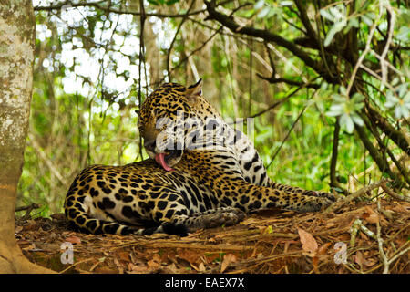 Jaguar (Panthera onca) licking a flesh wound after a fight with another jaguar in the Pantanal wetlands in Brazil. Stock Photo